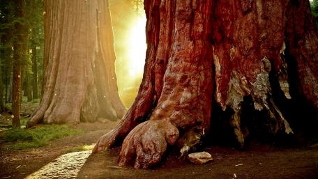 Majestic Sequoias Bathed in Golden Light wallpaper