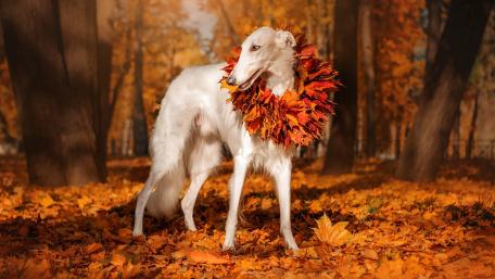 Autumn Elegance of a Canine Companion wallpaper