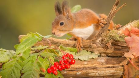 Squirrel Among Autumn Berries Vivid Nature Scene wallpaper