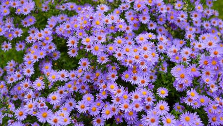 Vibrant Purple Aster Blooms Decorating Nature's Canvas wallpaper