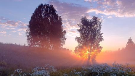 Serene Sunrise in a Misty Meadow wallpaper
