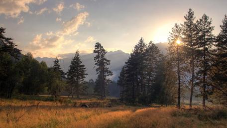 Tranquil Forest at Dusk with Sunlight Breaks wallpaper