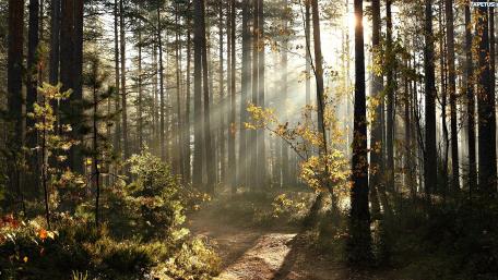 Enchanted Forest with Sunlight Filtering Through Trees wallpaper