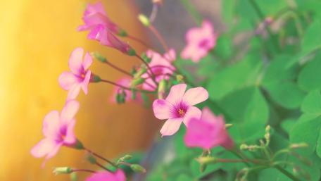 Delicate Pink Flowers in Bloom wallpaper