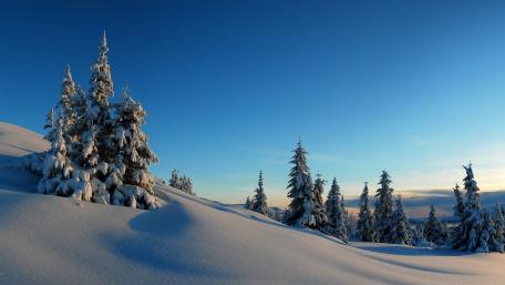 Winter Wonderland in Serene Silence wallpaper