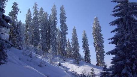 Majestic Winter Wonderland Scene wallpaper