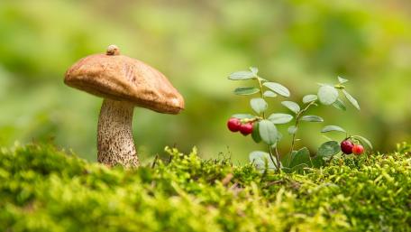 Enchanting Forest Scene with Mushrooms and Berries wallpaper