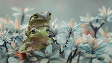 Charming Frogs Nestled Among Leaves wallpaper