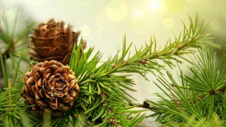 Serene Pinecones Amidst Lush Greenery wallpaper