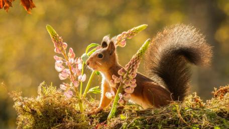 Charming Squirrel Amidst Pink Flowers wallpaper
