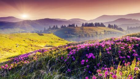 Vibrant Sunrise Over Blooming Meadows wallpaper