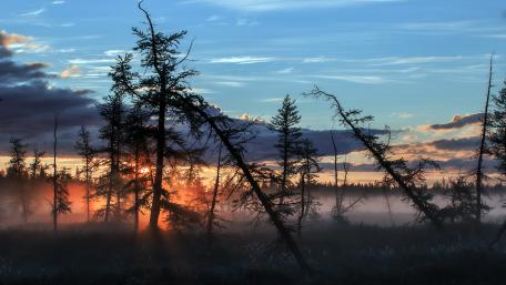 Golden Sunset in Misty Forest wallpaper
