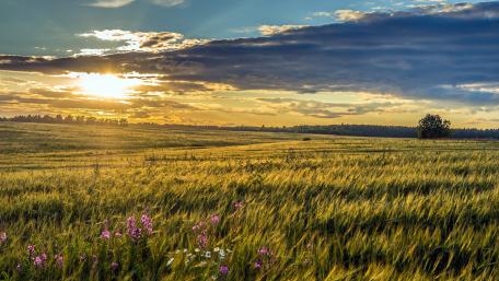 Golden Fields Under a Stunning Sunset wallpaper