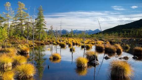 Tranquil Beauty of a Flooded Swamp Scene wallpaper