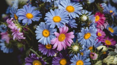 Vibrant Floral Harmony in Blooming Colors wallpaper