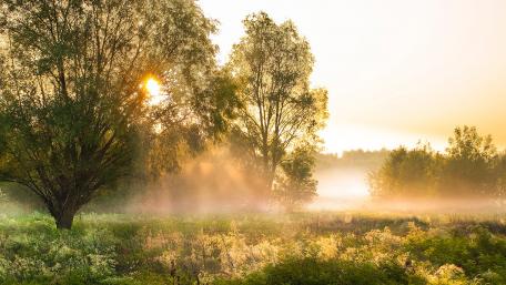 Serene Misty Morning in Nature's Embrace wallpaper