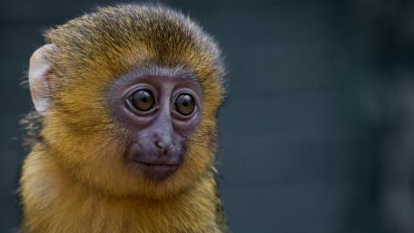 Playful Monkey with Expressive Eyes wallpaper
