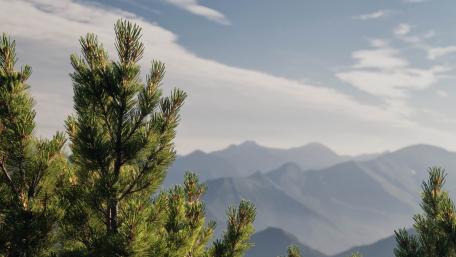Mountain Serenity with Pine Trees wallpaper
