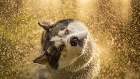 Fluffy Husky Enjoys a Splash of Water wallpaper