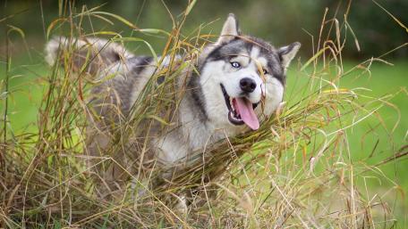 Playful Husky in Grassland wallpaper