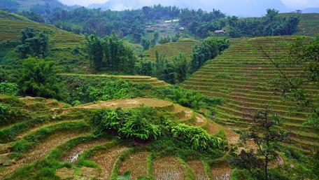 Majestic Terraced Fields in Lush Mountainside Landscape wallpaper