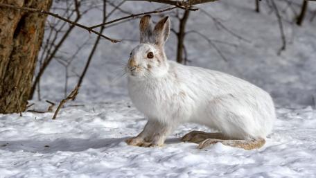 Snowy Rabbit in Winter Wonderland wallpaper