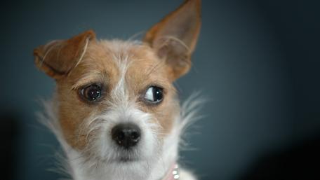 Charming Jack Russell Terrier Wallpaper wallpaper