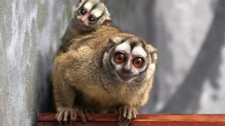 Adorable Monkeys Playing Together wallpaper