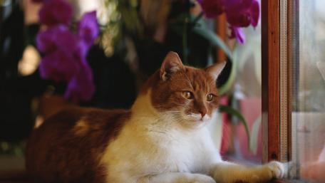 Serene Cat Among Vibrant Orchids wallpaper