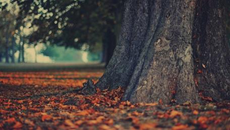 Autumn's Embrace in a Tranquil Forest Scene wallpaper