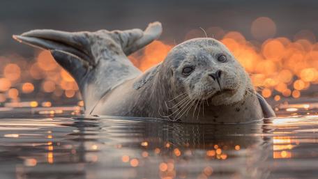 Graceful Grey Seal in Shimmering Waters wallpaper