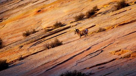Majestic Ram on Rocky Terrain wallpaper