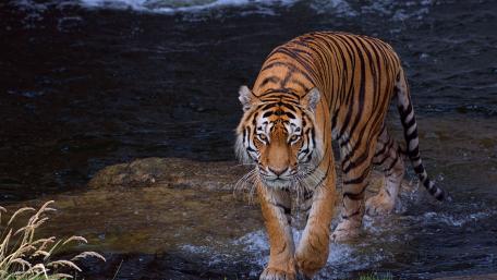 Majestic Tiger in Tranquil Waters wallpaper