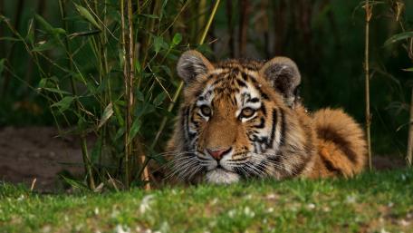 Majestic Tiger Hiding in Greenery wallpaper