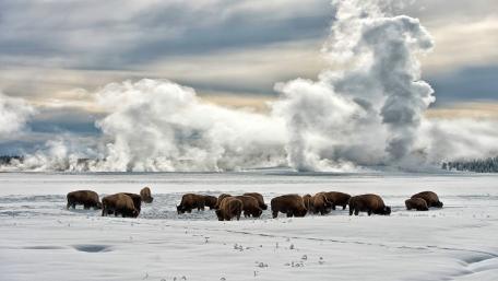 Majestic Bison in a Winter Landscape wallpaper