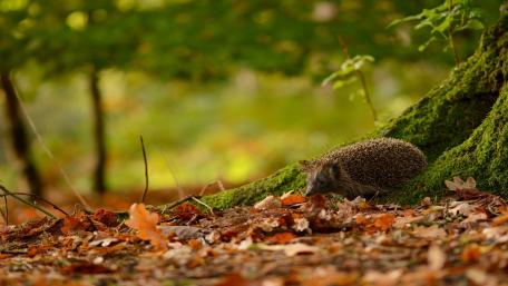 Hedgehog in a Serene Forest Setting wallpaper