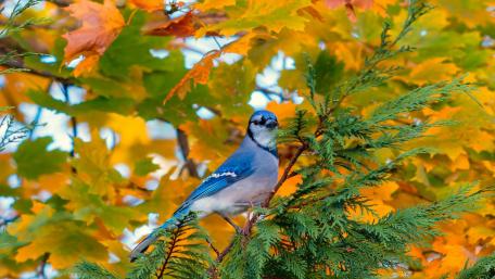 Colorful Blue Jay Amidst Autumn Leaves wallpaper