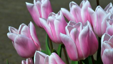 Elegant Pink Tulips in Blooming Splendor wallpaper