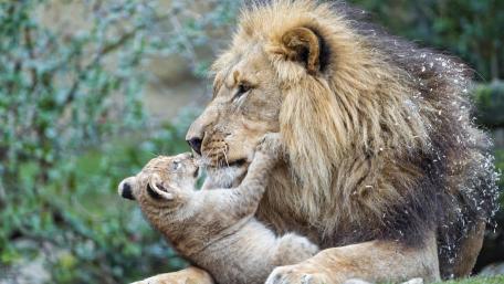 Majestic Lion and Playful Cub Togetherness wallpaper