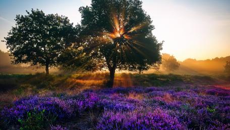 Morning Serenity in a Lavender Field wallpaper