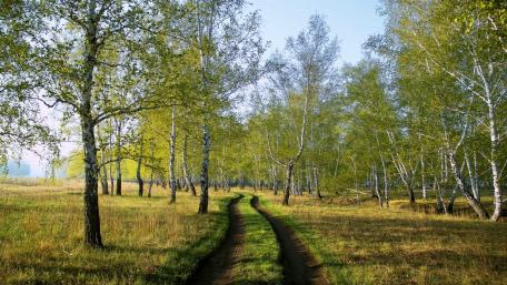 Serene Pathway Through Lush Green Forest wallpaper