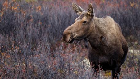 Majestic Moose in Autumn Landscape wallpaper