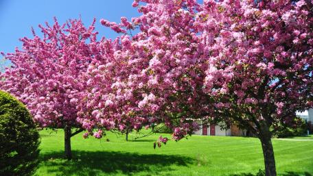 Blossoming Beauty of Spring Trees wallpaper