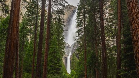 Majestic Waterfall Surrounded by Tall Trees wallpaper