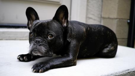 Charming French Bulldog Relaxing on a Step wallpaper