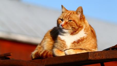 Charming Orange Cat Relaxing in Sunlight wallpaper