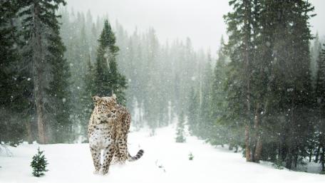 Majestic Leopard in a Snowy Forest Scene wallpaper
