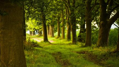 Serene Forest Pathway Surrounded by Vibrant Greenery wallpaper