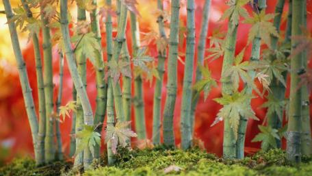 Serene Bamboo Grove Amidst Vibrant Autumn Colors wallpaper