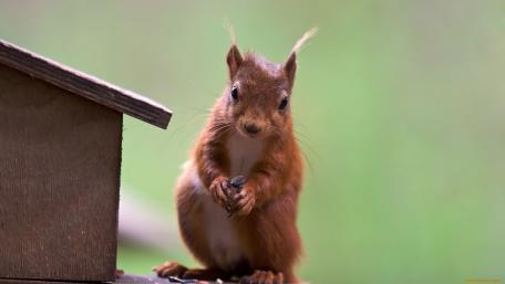 Curious Squirrel in Nature's Embrace wallpaper